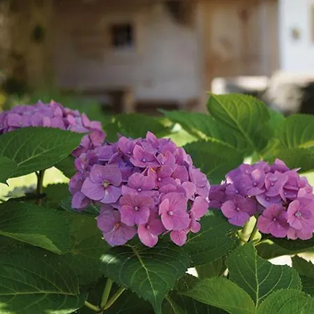 Almhof Lackner Hotel